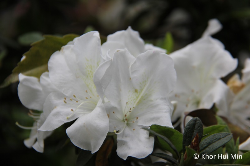 White rhododendron in full bloom at Yangmingshan National Park, Taipei, Taiwan. Photo taken on 13 March 2015.